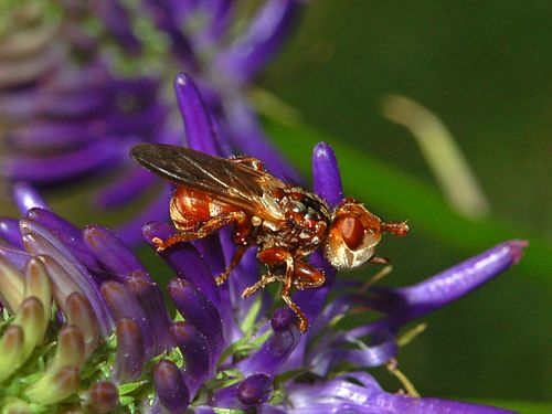 Myopa dorsalis